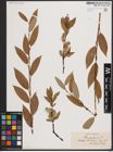 Foto von Salix daphnoides Vill.